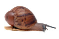 Archachatina marginata egregia Cameroon typ 2e juvenil
